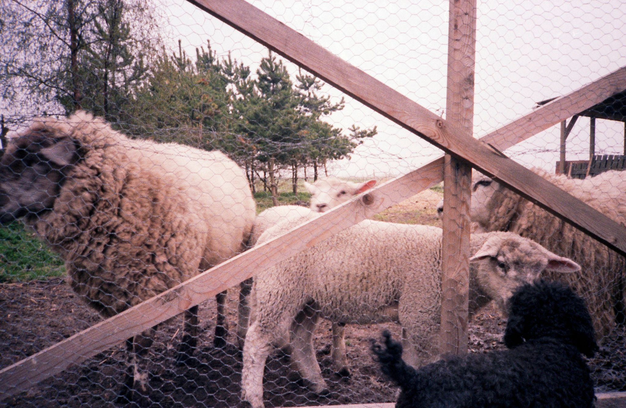 Får med lam og Rikke